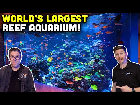 17,000 GALLON Reef Tank Tour! INSANE UPDATE on the Largest Home Aquarium with Polo Reef!