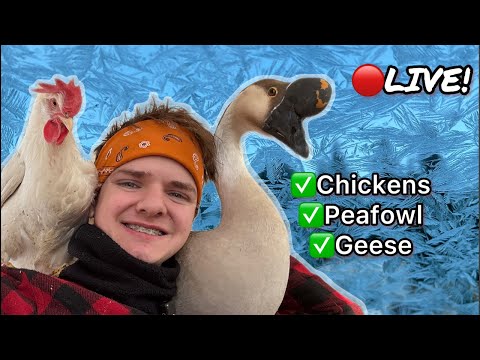 🔴 Landscape Live at the coop! | Hand feeding chickens and geese! 🤠🐔🔴