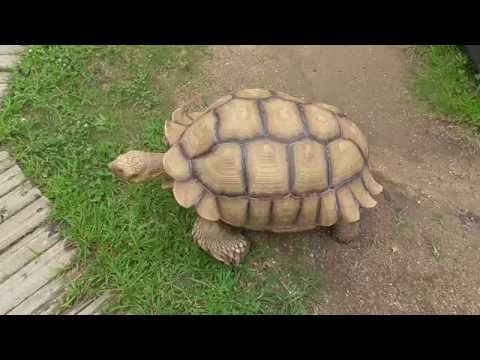 癒される「ふれあい動物園」大人気かわいいケヅメリクガメ