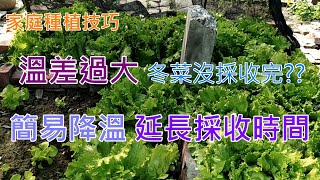 [家庭種植技巧]025 冬天的菜 結球萵苣 波斯頓萵苣還沒採收完 如何簡易進行降溫? 完成收成呢?! 其實這也可算是延長種植冬菜 的前導實驗