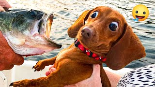 This is video Super Funny Animal Videos 😹🐶 You Will Die Laughing Because Of These Dogs And Cats🐾