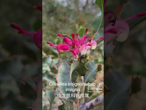 20242024 Western Australia Wildflower Trip Day 8.#floraofaustralia #westernaustraliawildflower