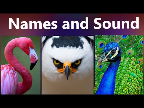 Engry Birds Name And Their Sound In English. Birds Name For Kids | Birds Name In English.