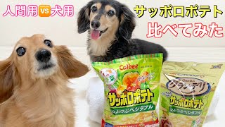 【ダックスフンド】本物そっくり？！サッポロポテトつぶつぶベジタブルが犬用のおやつになりました！！（新発売）