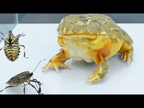 Bullfrog meets big stink bug, will they fall in love？牛哥遇上臭大姐，它们会相爱吗？