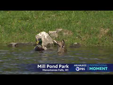 Milwaukee PBS Presents | Inspirational Moments | Mill Pond Park