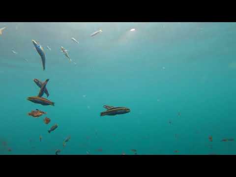 Japanese bait fishing flat fish with horse mackerel.