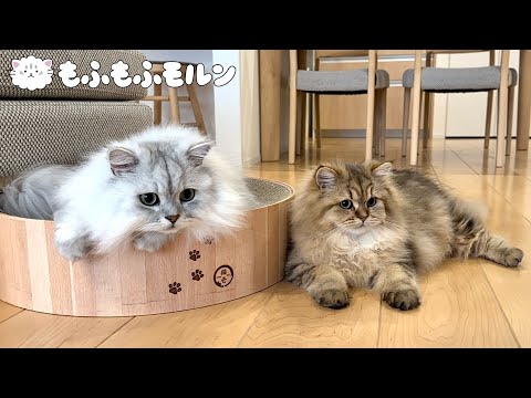 もふもふ猫ふたりの距離は縮まっているのでしょうか 【サイベリアン】