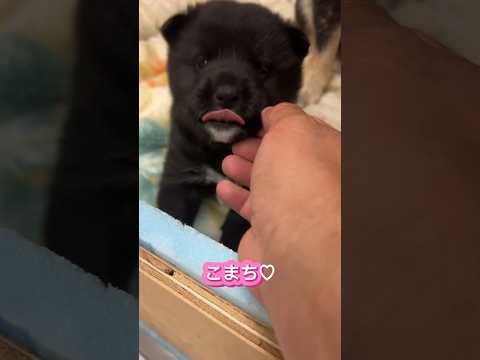 【保護犬なずなの子供】『こまち』とじゃれ合う真っ黒で可愛い🥰