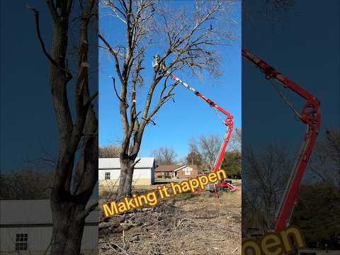 A little to high up for me #shortsvideo #chainsawman #tree #