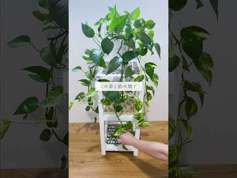 🍀伸びたポトスの　正しい整え方🍀【☘Life with Houseplant】11-3#shorts