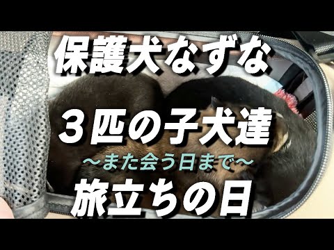 【保護犬なずな】子供達との別れ…