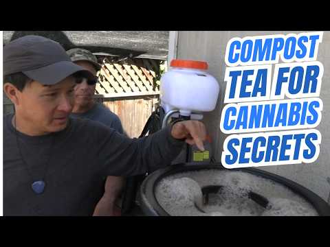 Maximize Cannabis Yields: TD’s Compost Tea Brewing & Cleaning Secrets