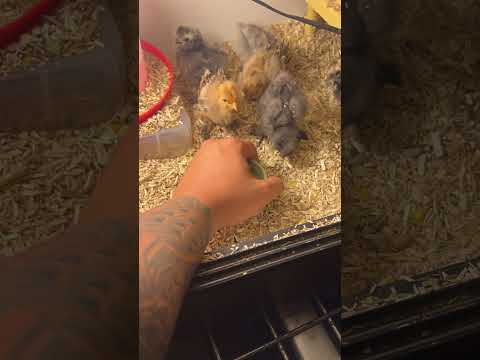 Startling my curious chicks 🐣