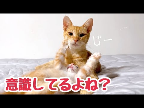 元気な子猫に手を焼く母猫 撮られていることに気づいてカメラをチラチラ