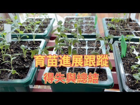 【園藝】育苗進展跟蹤｜看看我育的花苗和菜苗有哪些得與失？怎樣改進｜Seedlings Update