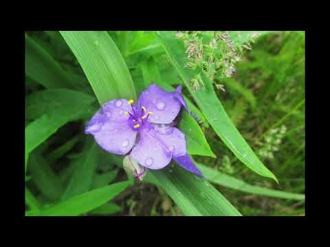 Stroll in the June Garden