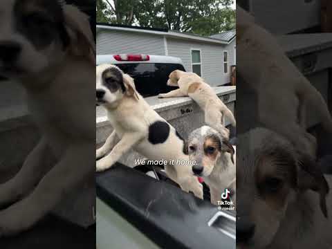 Stranger rescues 5 abandoned puppies as a hurricane bears down | Humankind #shorts #goodnews