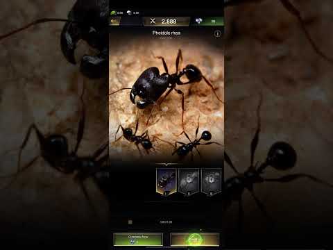 The Ant Colony Game: Expert Strategies for Success