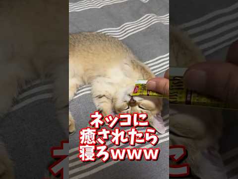 ネッコの動画で癒されたら寝ろｗｗｗ　#2ch #2chまとめ 動物スレ #2ch面白いスレ #動物 #犬 #猫 #癒やし #ねこ動画