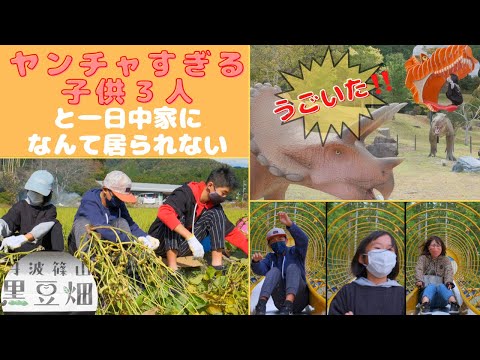 【丹波】秋の味覚❗️丹波黒豆を収穫体験❗️枝豆や落花生も#アラフォー #family