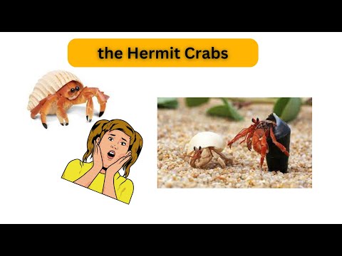 Hermit Crabs