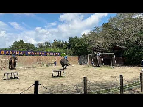 ぞうさんのパフォーマンスタイム / Elephant Performance Time (Part 3)-市原ぞうの国 / ICHIHARA Elephant Kingdom (2024/9/6)