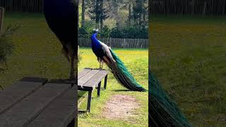 Peacock Sound 🦚 #peacock #peacockvoice #animalsounds #birdsshorts #soundsofnature #peacocklove