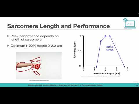 Sarcomere Length and Performance