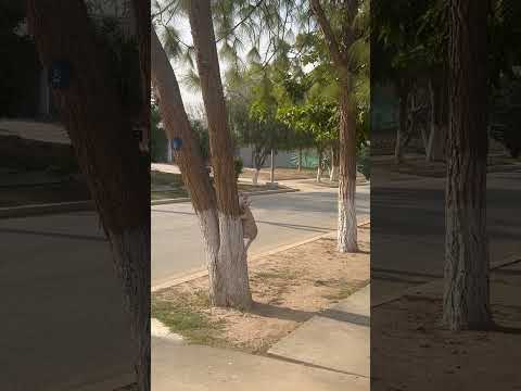 Kitten climbing the tree for the first time #catshorts #cat #kitten