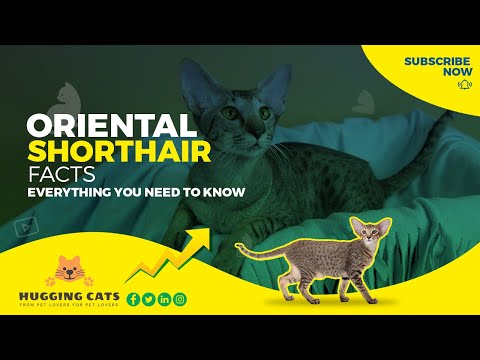 KITTENS! Oriental Shorthair Cat Breed Info, Pictures & Traits