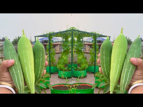 Harvesting Organic Snake Gourds From My Terrace // Harvesting Organic Vegetables