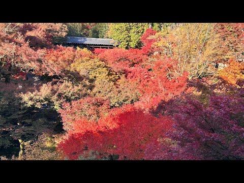 東福寺的楓葉 / Red Leaves @ Tofuku-Ji Temple, visited on 11-22-2023