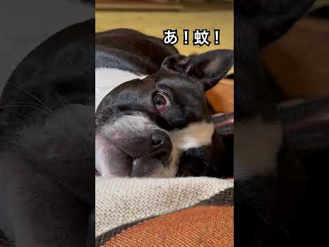 おでこで確保！#ボストンテリア #bostonterrier #犬 #dog #dogshorts