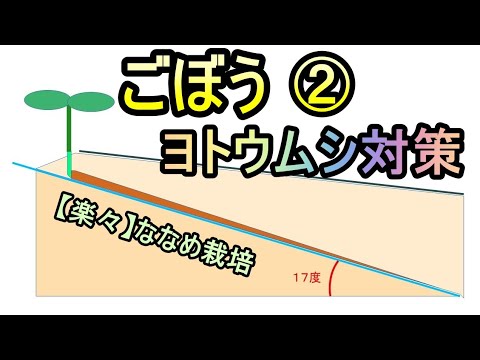 【楽々】ゴボウの波板ななめ栽培② 万里の長城でヨトウ虫対策 無農薬 半自給自足