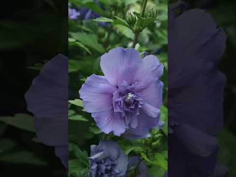 🌸💙 Blue Chiffon® Rose of Sharon