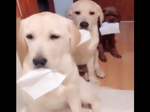 海外の可愛い子犬たちのクスッと笑える動画集〜Cute puppies' funny video collection〜