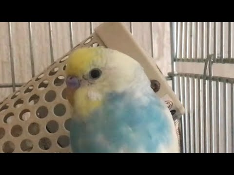 見つめてくるインコ