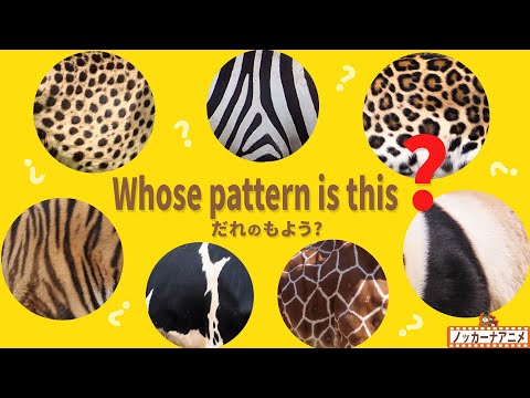 Whose pattern is this? Animals video for kids | だれの模様？動物いろいろ英語知育動画