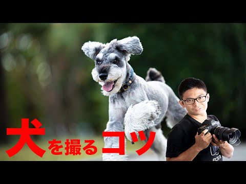 一眼レフで犬を撮る！私の写真で解説します！構図、アングル、絞り、シャッタースピードなど・・