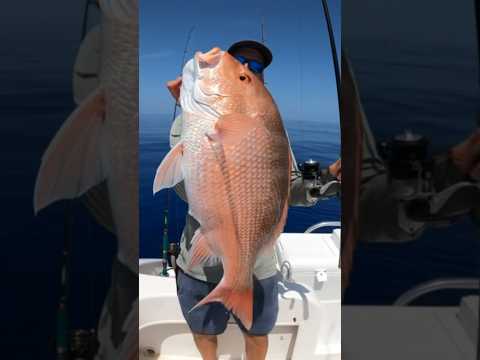 Ultimate light tackle!! Quantum 3500 15lb test 170ft of 💧 #redsnappers #fish #snapper