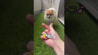 あごのせ大使✨#pomeranian #ポメラニアン #きなこ #小型犬 #dog #कुत्ता #विभिन्न #shorts #芸 #あごのせ