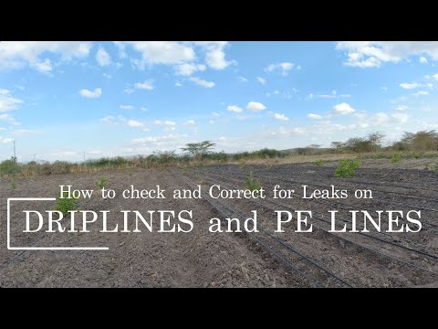 Dripline and PE Lines Maintenance: How to Check and Correct Leaks #farmingtips