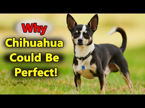 Is the Chihuahua Your Perfect Match?