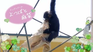 【東山動植物園公式】よつばと麻袋～良いことに気付いた？！～《 チンパンジー 》