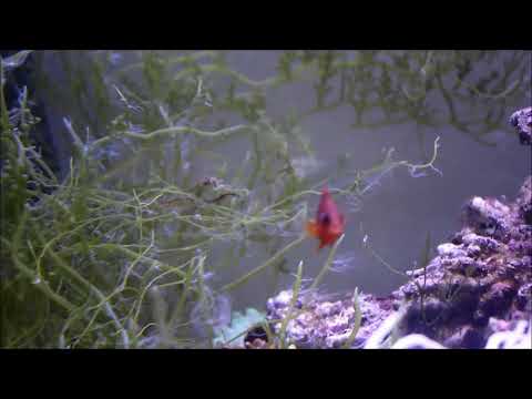 印度紅小丑幼魚Red saddleback anemonefish juvenile（Captive-Bred） 1a