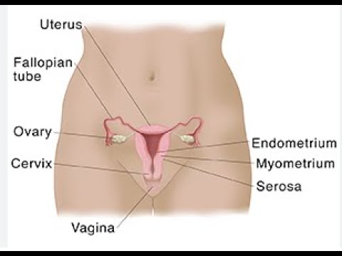 Uterus anatomy #uterus  #anatomy  #health #ultrasoundtech #science