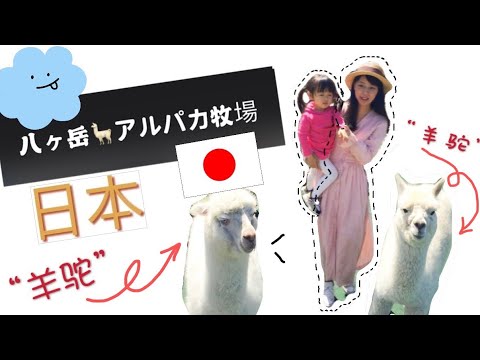 【Mrs佐賀】疫情后推荐治愈好去处～一大群羊驼来袭～可愛すぎるアルパカ^_^