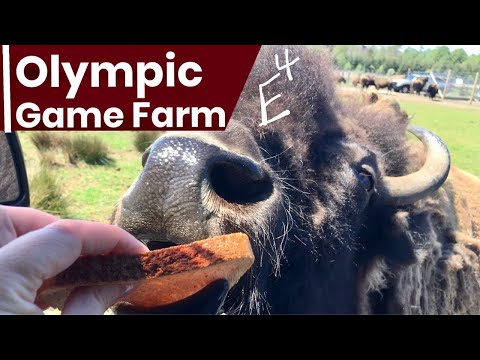 Mama Bear Picks Olympic Game Farm in Sequim, WA for Mother’s Day 🐻