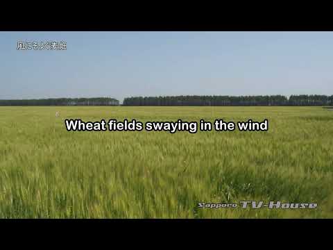 風にそよぐ麦畑 Wheat fields swaying in the wind